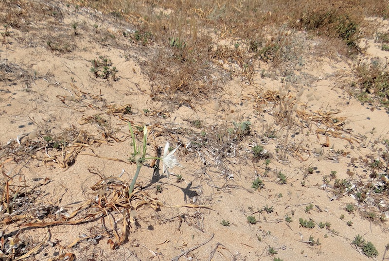 Pancratium maritimum